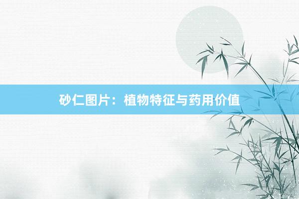 砂仁图片：植物特征与药用价值